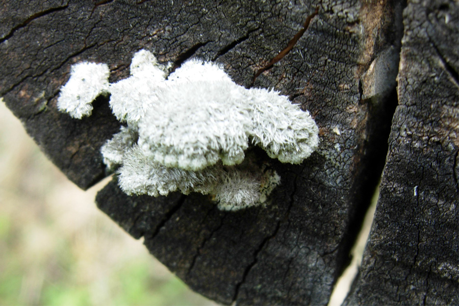 Ganoderma lucidum ed altre conferme (?)